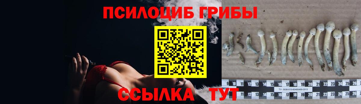 Тихвин  Галлюциногенные грибы Psilocybine cubensis  Вход с VPN 